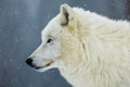 Arctic wolf (Canis lupus arctos) portrait from the side Royalty Free Stock Photo