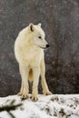 Arctic wolf Canis lupus arctos portrait in snowfall Royalty Free Stock Photo