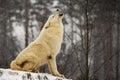 Arctic wolf Canis lupus arctosportrait in snowfall Royalty Free Stock Photo