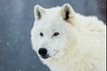 Arctic wolf (Canis lupus arctos) portrait in snowfall Royalty Free Stock Photo