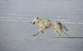 Arctic wolf, Canis lupus arctos Royalty Free Stock Photo