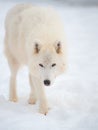 Arctic wolf (Canis lupus arctos) in snow.