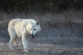 An Arctic Wolf Canis lupus arctos staying in dry grass in front of the forest Royalty Free Stock Photo