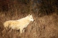 An Arctic Wolf Canis lupus arctos staying in dry grass in front of the forest Royalty Free Stock Photo