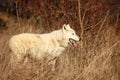 An Arctic Wolf Canis lupus arctos staying in dry grass in front of the forest Royalty Free Stock Photo