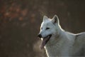 An Arctic Wolf Canis lupus arctos staying in dry grass in front of the forest. Royalty Free Stock Photo