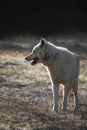 An Arctic Wolf Canis lupus arctos staying in dry grass in front of the forest. Royalty Free Stock Photo