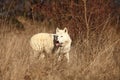 An Arctic Wolf Canis lupus arctos staying in dry grass in front of the forest. Royalty Free Stock Photo