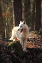 An Arctic Wolf Canis lupus arctos staying in dry grass in front of the forest. Royalty Free Stock Photo
