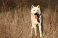 An Arctic Wolf Canis lupus arctos staying in dry grass in front of the forest. Royalty Free Stock Photo