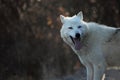 An Arctic Wolf Canis lupus arctos staying in dry grass in front of the forest. Royalty Free Stock Photo