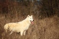 An Arctic Wolf Canis lupus arctos staying in dry grass. Royalty Free Stock Photo