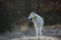 An Arctic Wolf Canis lupus arctos staying in dry grass in front of the forest Royalty Free Stock Photo