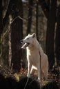 An Arctic Wolf Canis lupus arctos staying in dry grass in front of the forest. Royalty Free Stock Photo