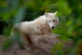 Arctic Wolf Canis lupus arctos, Title picture, Green background, Portrait, laying on the hump behind the green branches Royalty Free Stock Photo