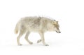 A Lone Arctic Wolf &#x28;Canis Lupus Arctos&#x29; Isolated On White Background Walking In Winter Snow In Canada