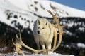 ARCTIC WOLF canis lupus tundrarum, ADULT WITH CERVID ANTLER, ALASKA