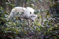 Arctic Wolf, canis lupus tundrarum, Adult hidden behing Branches