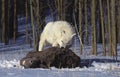 Arctic Wolf, canis lupus tundrarum, Adult with a Kill, a Wapiti Female, Alaska