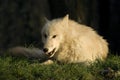 Arctic Wolf, canis lupus tundrarum, Adult laying on Grass Royalty Free Stock Photo