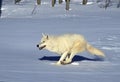 ARCTIC WOLF canis lupus tundrarum, ADULT RUNNING ON SNOW, ALASKA Royalty Free Stock Photo