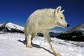 LOUP BLANC DE LA TOUNDRA canis lupus tundrarum