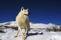 ARCTIC WOLF canis lupus tundrarum, ADULT STANDING ON SNOW, ALASKA Royalty Free Stock Photo