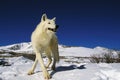 LOUP BLANC DE LA TOUNDRA canis lupus tundrarum