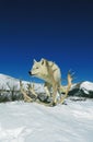 Arctic Wolf, canis lupus tundrarum, Adult standing on Snow, with Elk Antlers, Canada Royalty Free Stock Photo