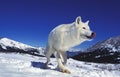 ARCTIC WOLF canis lupus tundrarum, ADULT STANDING ON SNOW, LICKING NOSE