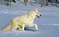 Arctic Wolf, canis lupus tundrarum, Adulte running on Snow, Canada Royalty Free Stock Photo