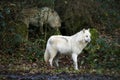 Arctic Wolf, canis lupus tundrarum, Adults Royalty Free Stock Photo