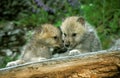 Arctic Wolf, canis lupus tundrarum, Cub, Alaska Royalty Free Stock Photo