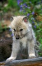 Arctic Wolf, canis lupus tundrarum, Pup sitting, Alaska Royalty Free Stock Photo