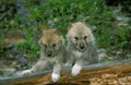 ARCTIC WOLF canis lupus tundrarum, TWO YOUNGS, ALASKA Royalty Free Stock Photo