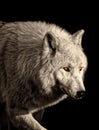 Arctic wolf close-up portrait Canis lupus arctos Royalty Free Stock Photo