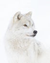 An arctic wolf closeup isolated on white background closeup in the winter snow in Canada Royalty Free Stock Photo