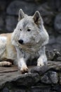 Arctic wolf color portrait, grey stones background.