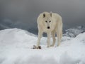 Arctic wolf eats its prey in winter Royalty Free Stock Photo