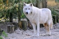 Arctic Wolf in the forest