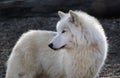 arctic wolf a forest Royalty Free Stock Photo