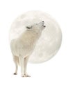 Arctic wolf howling at the moon isolated on white background Royalty Free Stock Photo