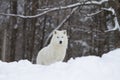An Arctic wolf hunting in the falling snow on a cold winter day in Canada