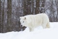 An Arctic wolf hunting in the falling snow on a cold winter day in Canada