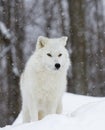 An Arctic wolf hunting in the falling snow on a cold winter day in Canada