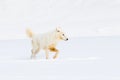 Arctic wolf hunting for prey