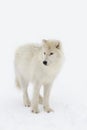 An Arctic wolf hunting in the snow on a cold winter day in Canada