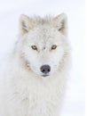 An arctic wolf isolated on white background closeup in the winter snow in Canada Royalty Free Stock Photo