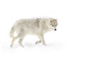 An Arctic wolf isolated on white background walking in the winter snow in Canada Royalty Free Stock Photo