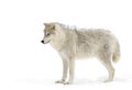 An Arctic wolf isolated on white background walking in the winter snow in Canada Royalty Free Stock Photo